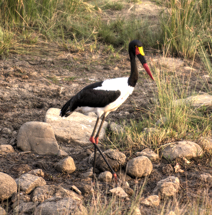 Saddle-billed Stork